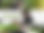 CRICKET CONSULTATION